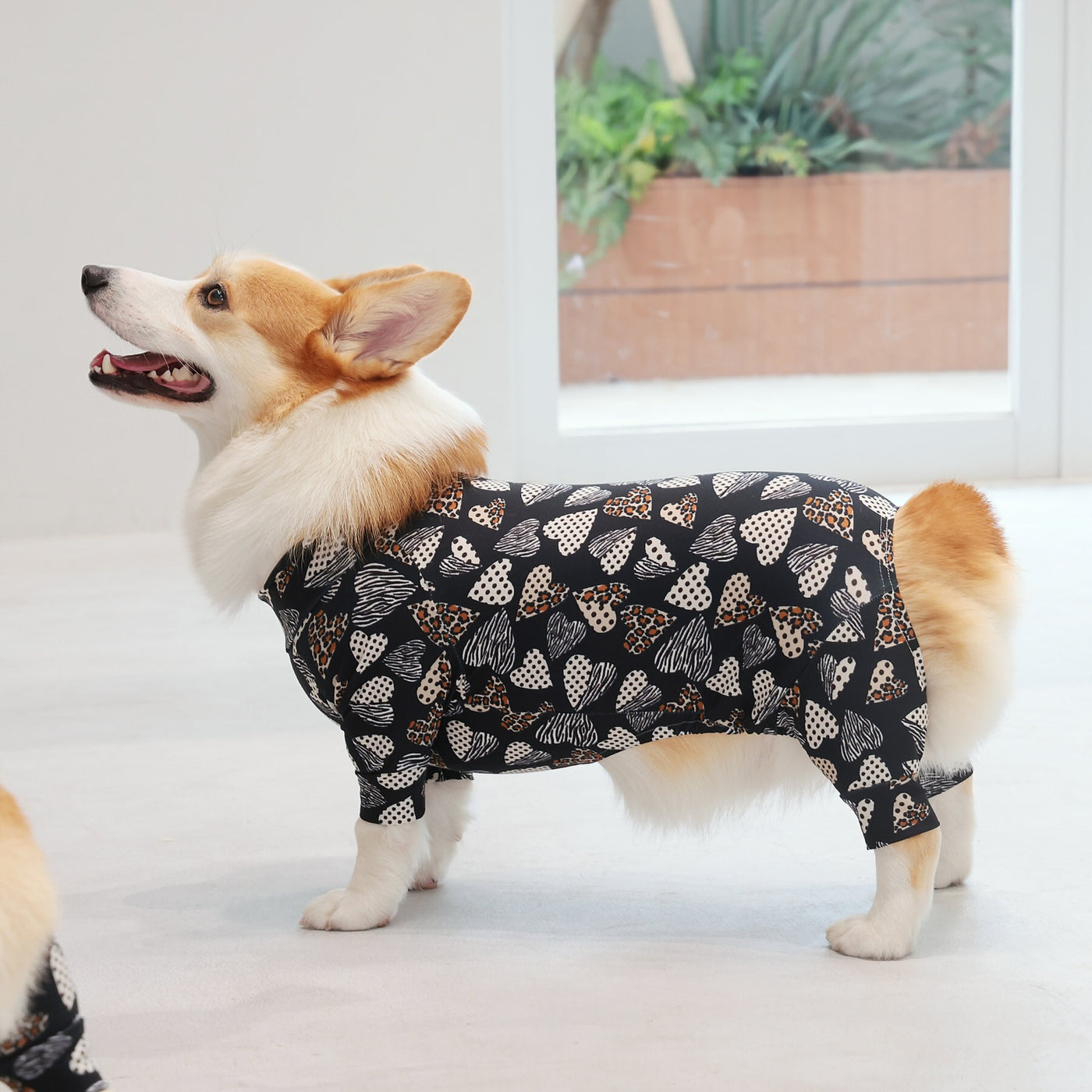 【新入荷】カラフルロンパース 胴長・短足わんちゃん向け