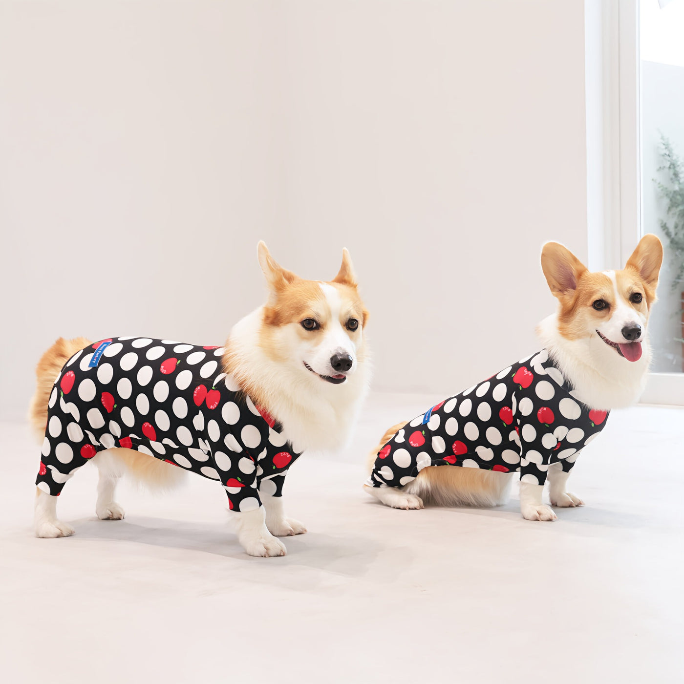 【新入荷】カラフルロンパース 胴長・短足わんちゃん向け