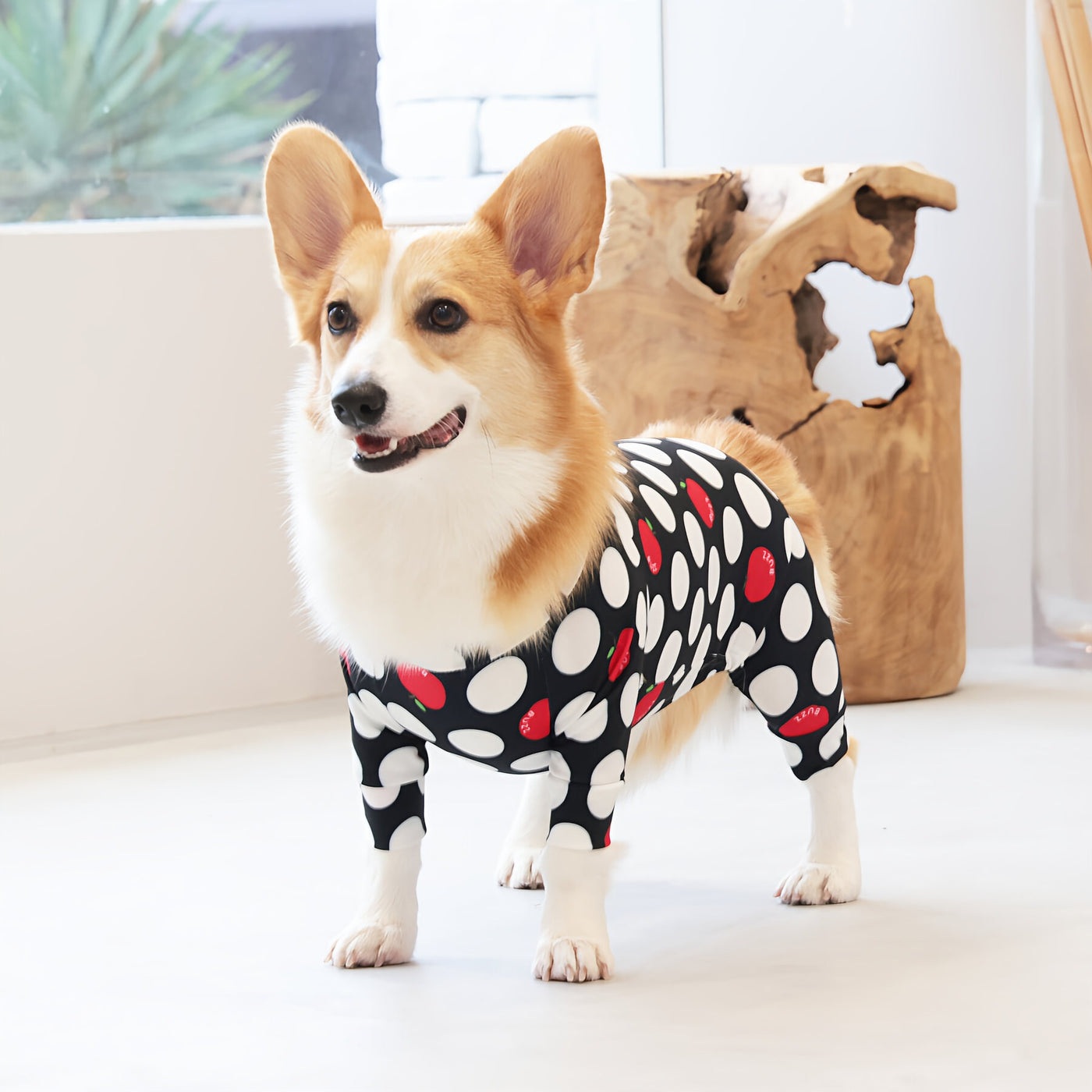 【新入荷】カラフルロンパース 胴長・短足わんちゃん向け