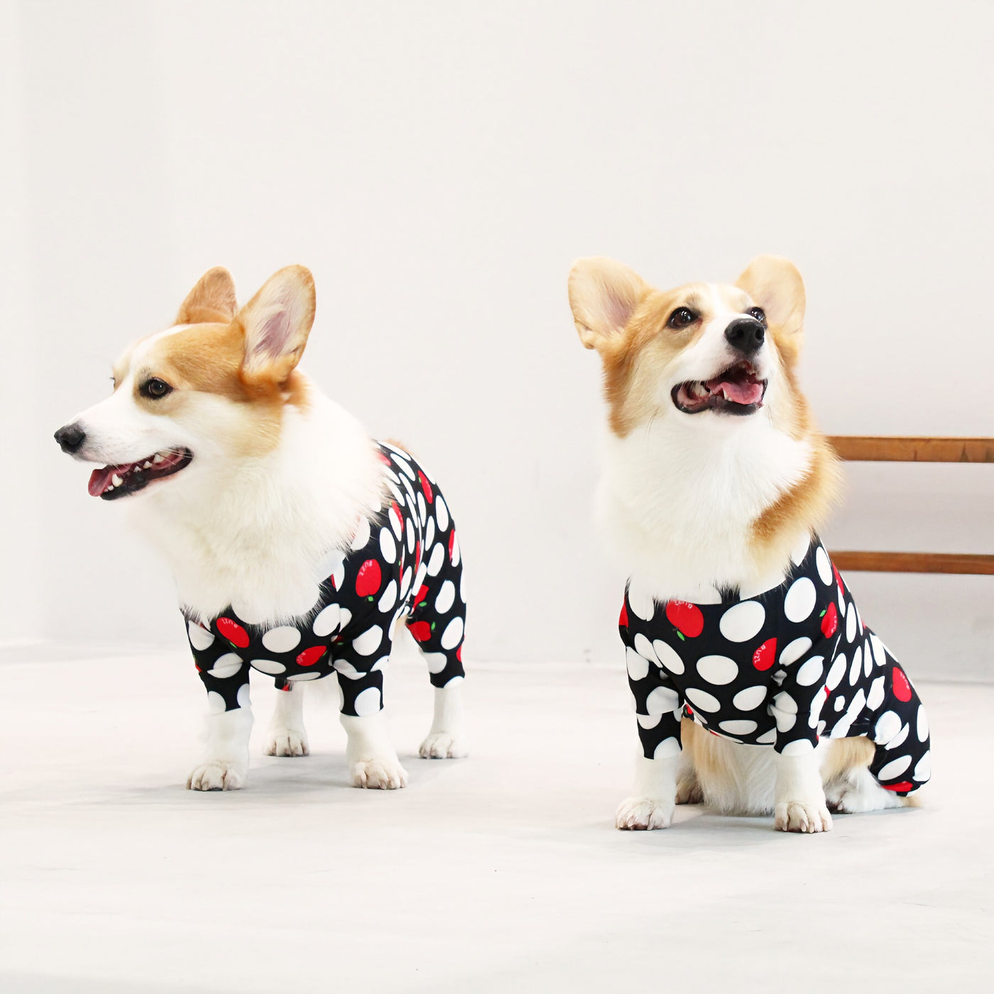 【新入荷】カラフルロンパース 胴長・短足わんちゃん向け